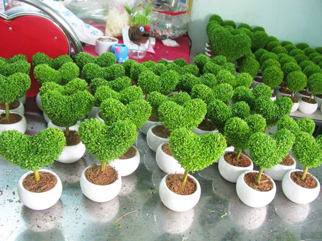 Cây[-]thanh[-]long[-]mini[-]khiến[-]khách[-]teen[-]mê[-]mẩn